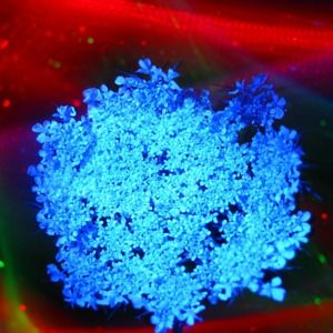 Meet your Posher, Opal